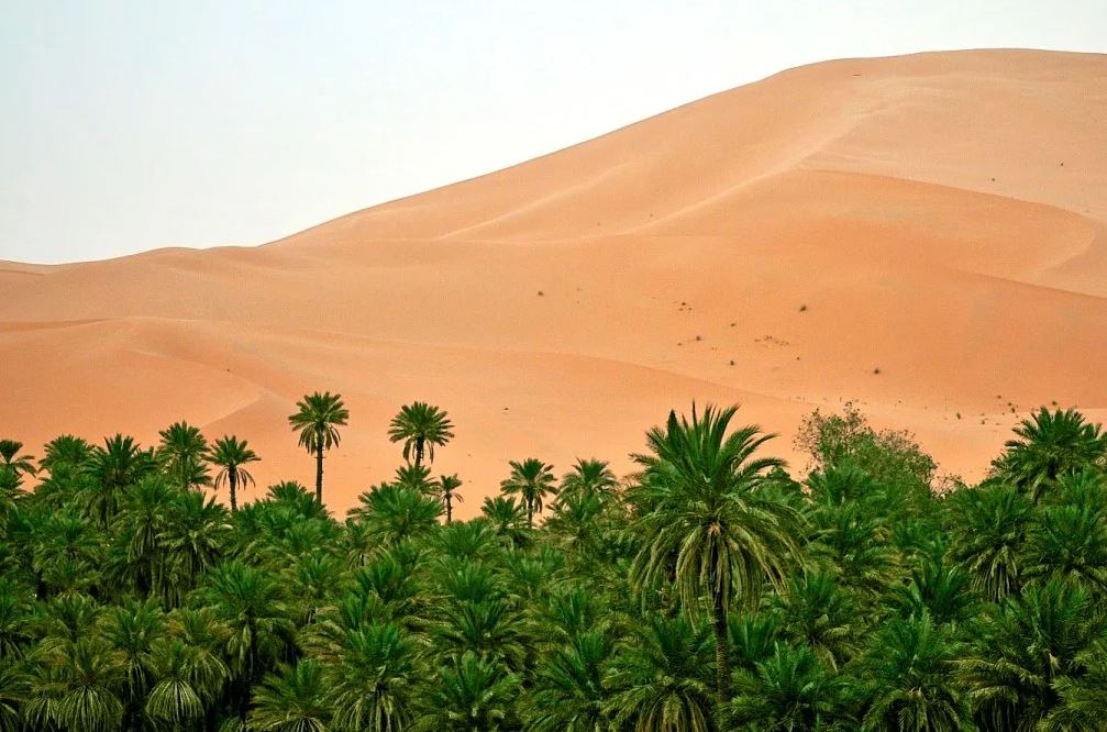 Пустыня Сахара раньше была тропическим лесом