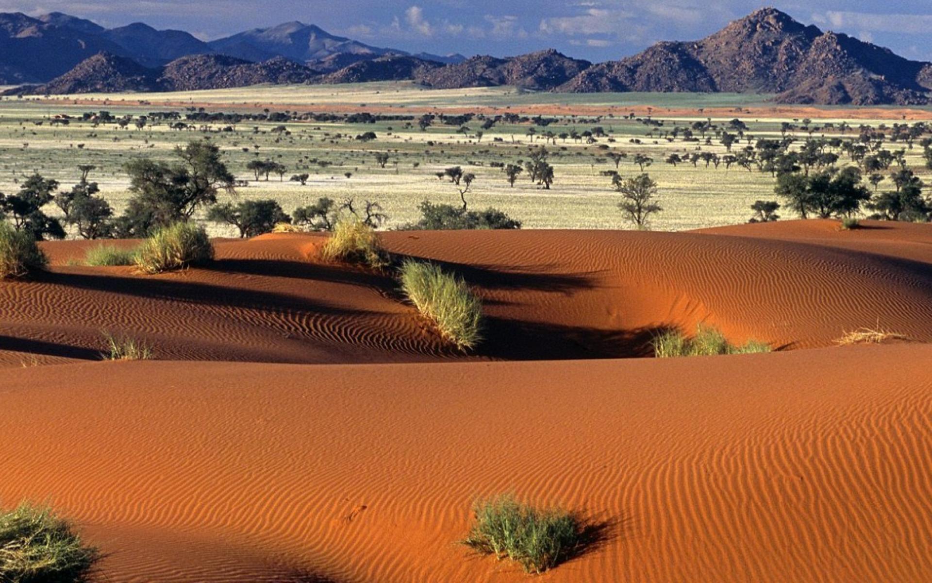 Пустыня Сахара раньше была тропическим лесом