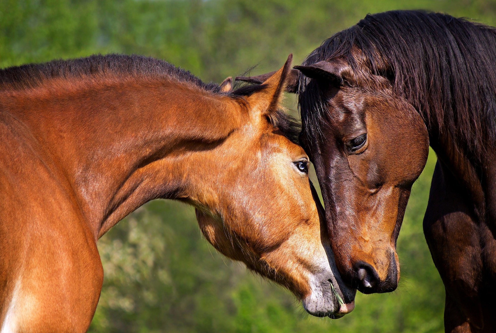 Лошади — очень социальные животные