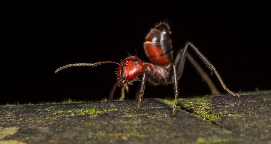 Малайзийский муравей