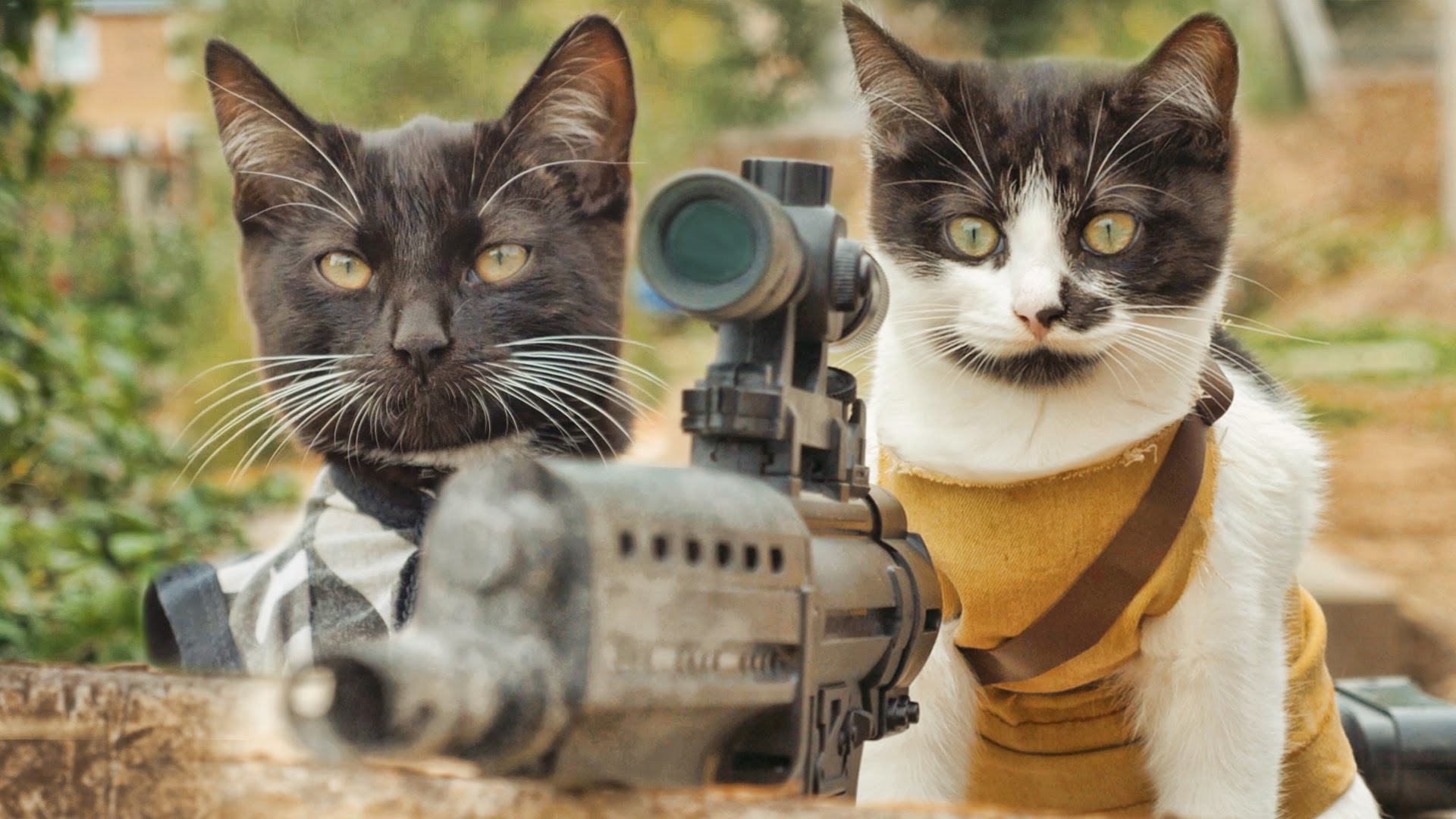 Война с кошками