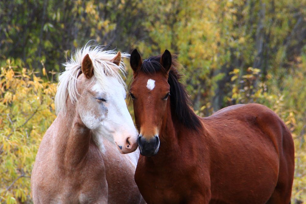 Лошади — очень социальные животные