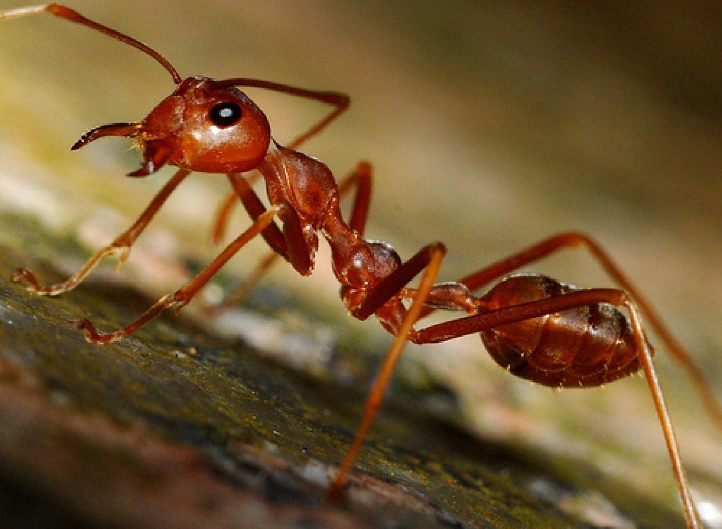Малайзийский муравей