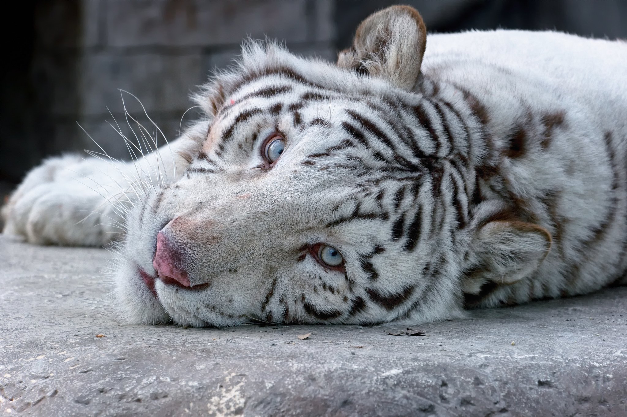 Белых тигров немного