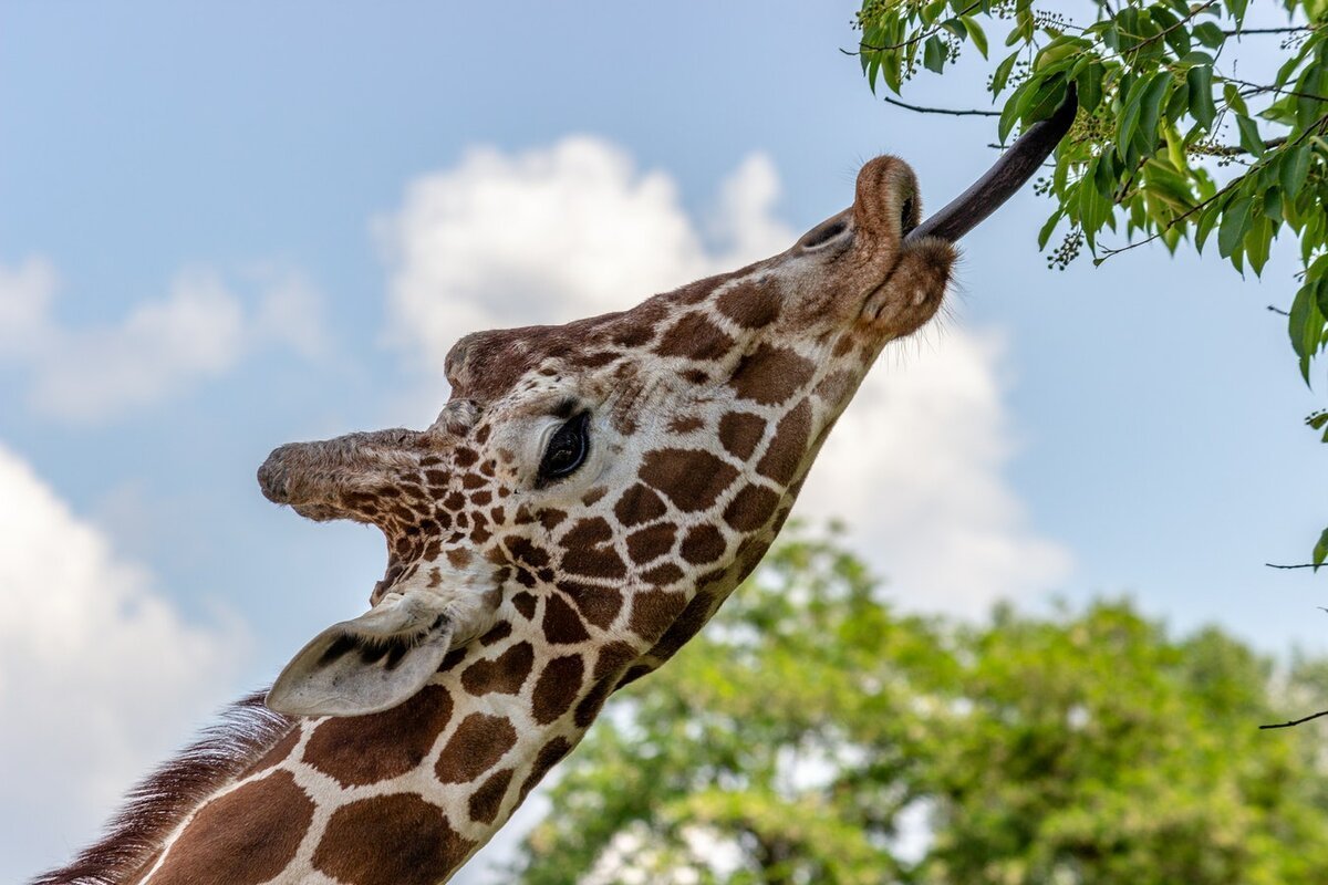 Цепкий язык жирафа