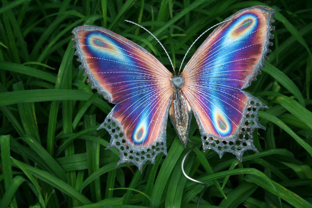 Крылья бабочки на самом деле прозрачные