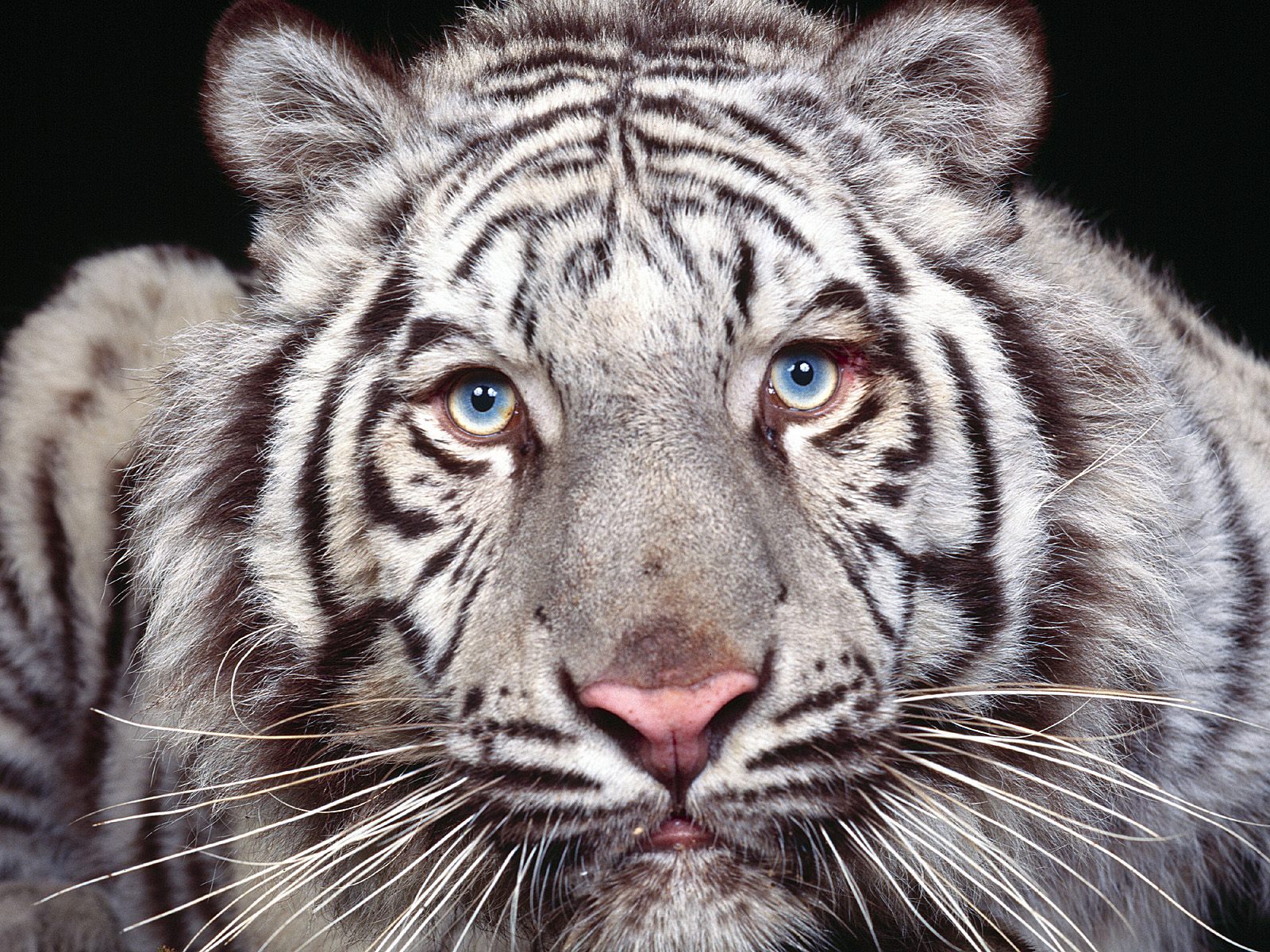 Сибирский тигр не может быть белым