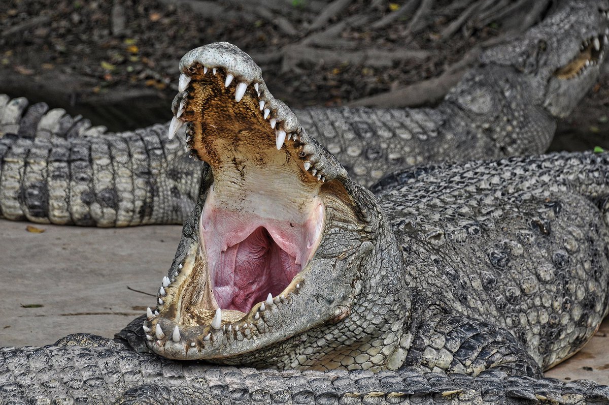 Уникальный язык крокодила