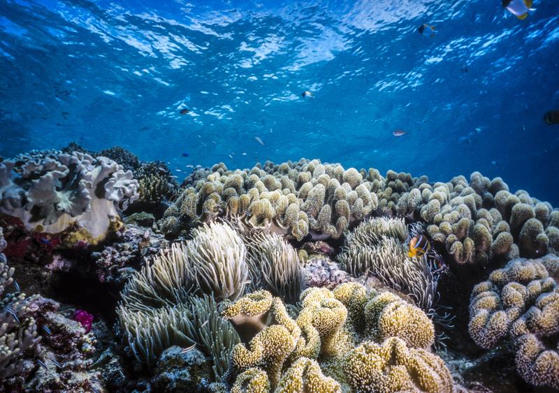 Коралловые рифы Палау
