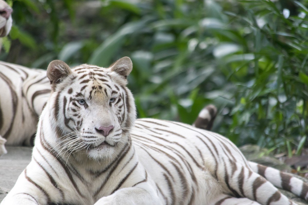 Белые тигры - бенгальские тигры