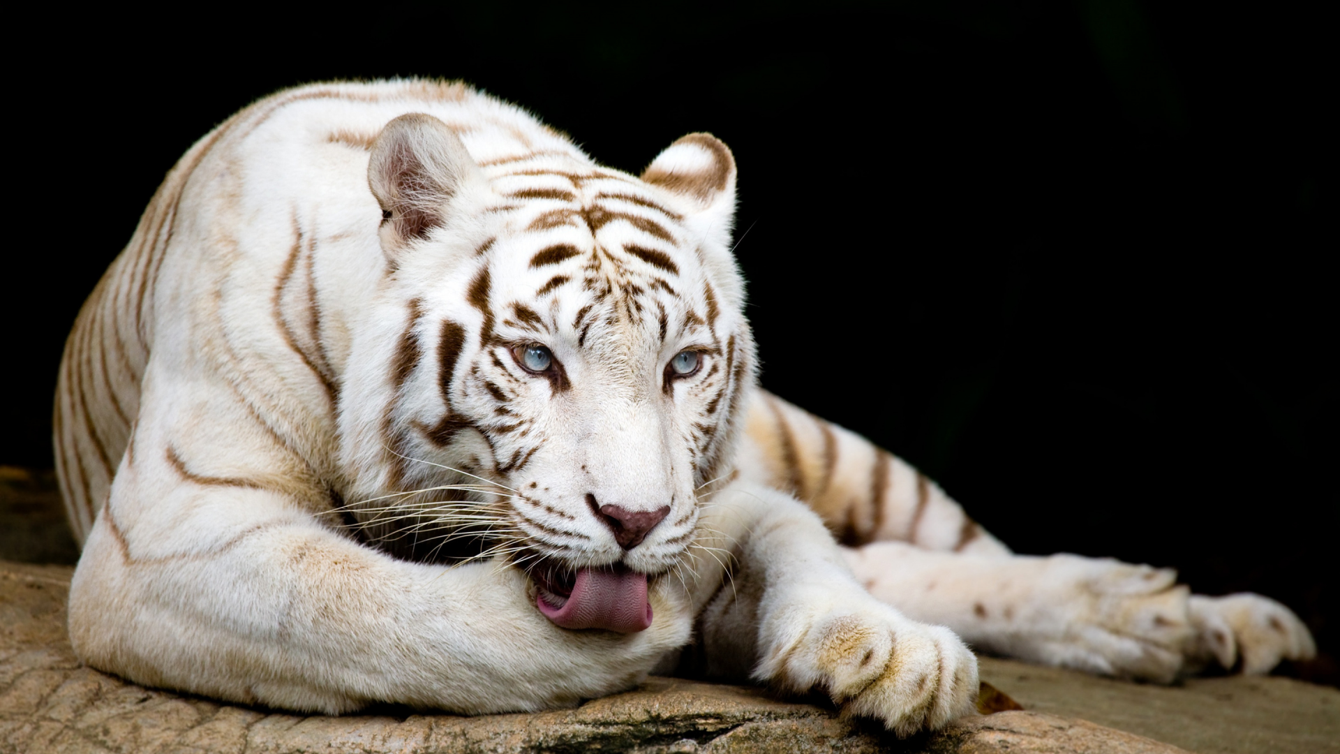 Белый тигр как талисман в Южной Корее