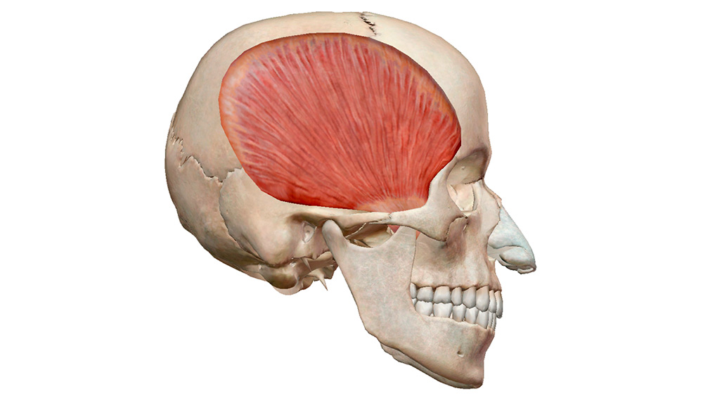 Жевательная мышца - самая сильная мышца
