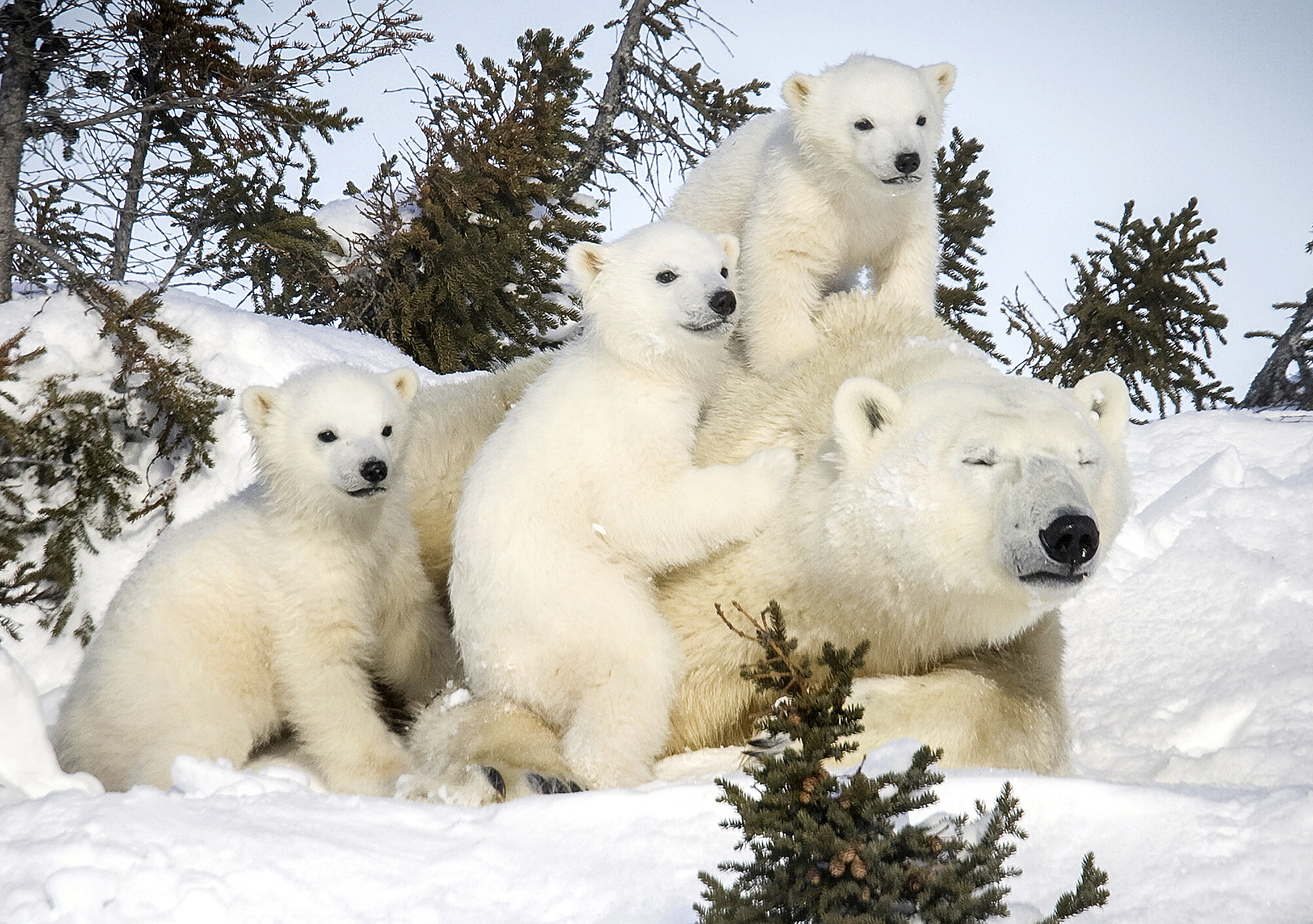 Белых медведей не всегда можно обнаружить инфракрасными камерами