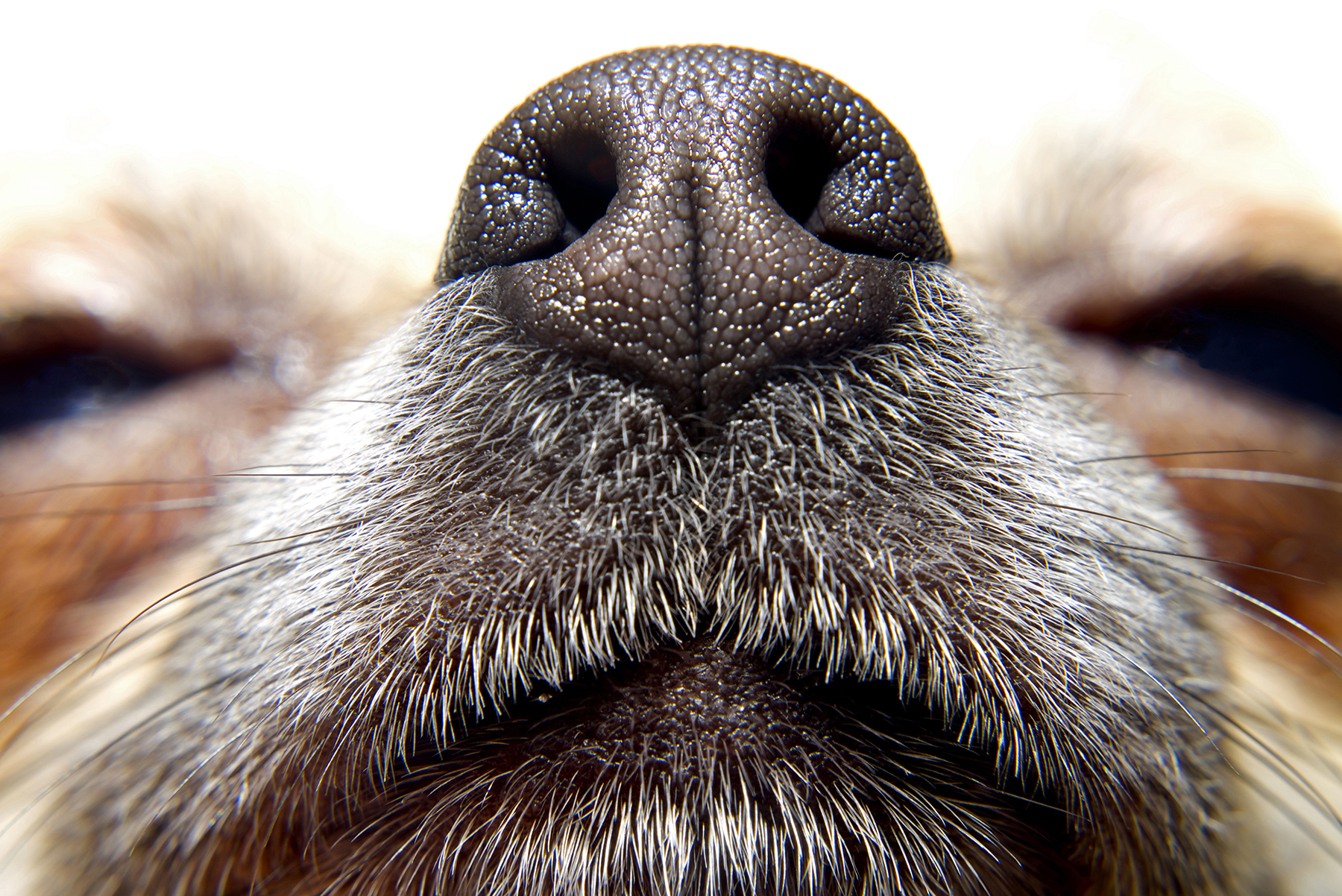 Носы собак очень похожи на отпечатки пальцев людей