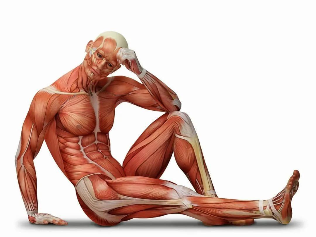 Никто не знает точного количества мышц в человеческом теле