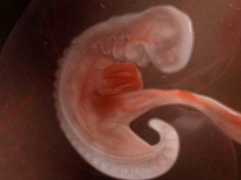У эмбриона все еще есть хвост
