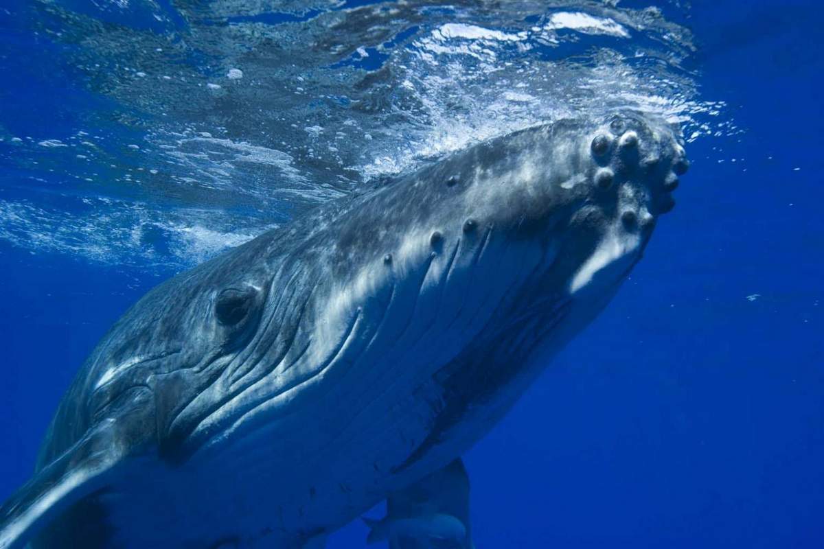 Гигантские киты