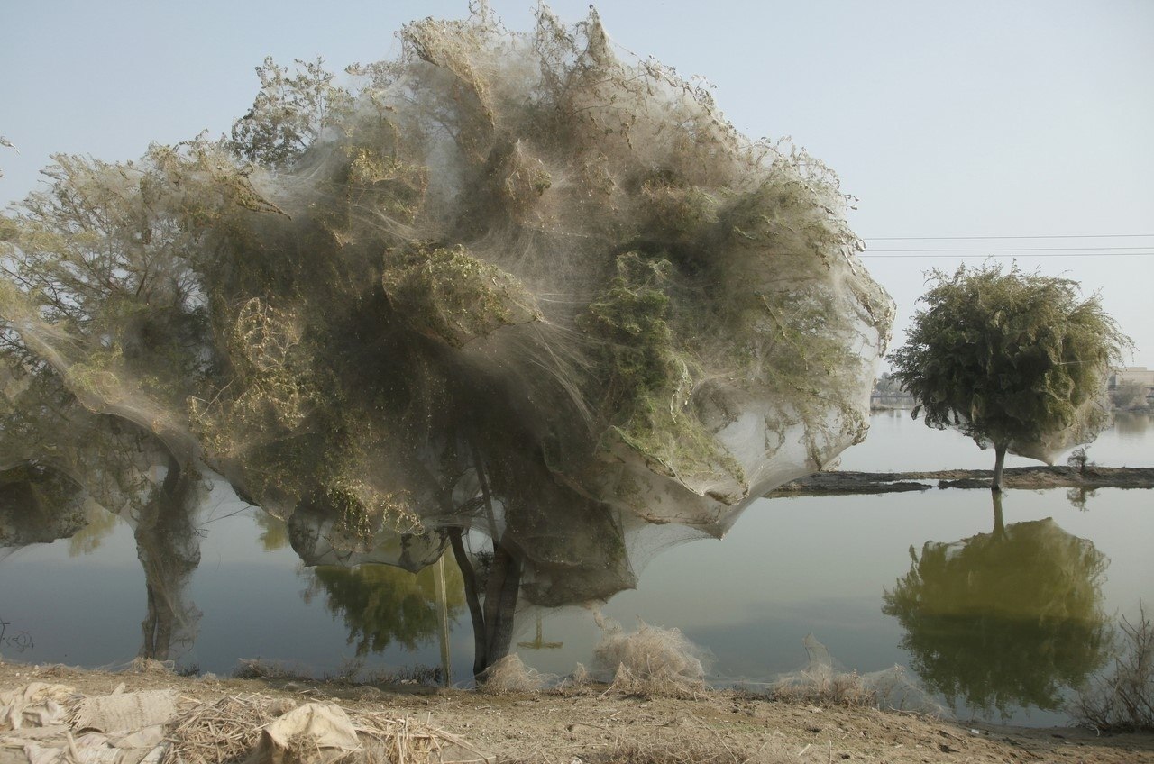 Деревья, опутанные паутиной, Пакистан