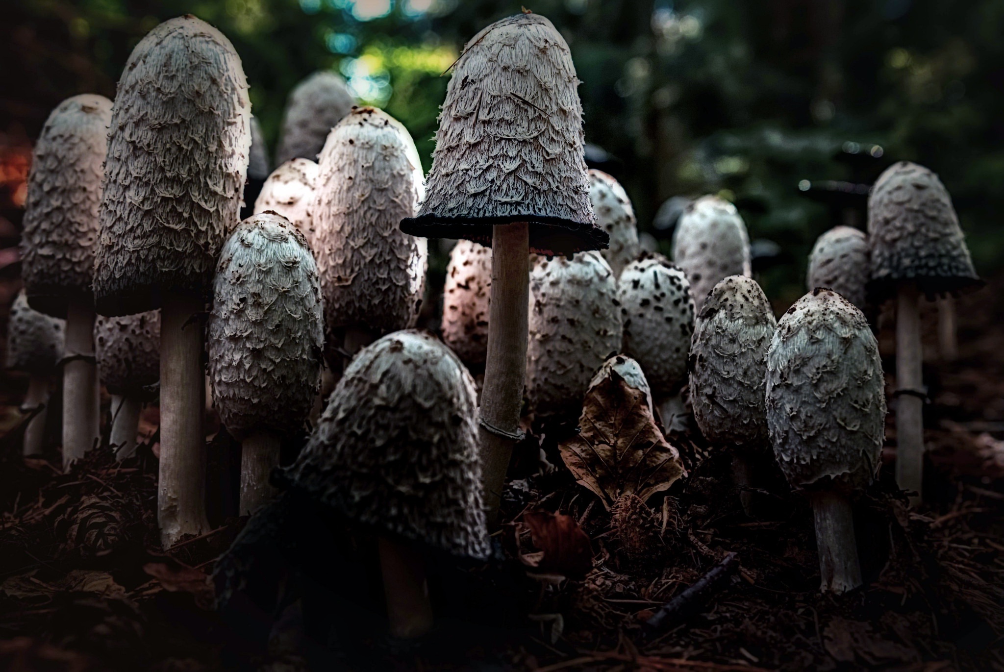 90% грибов неизвестны науке