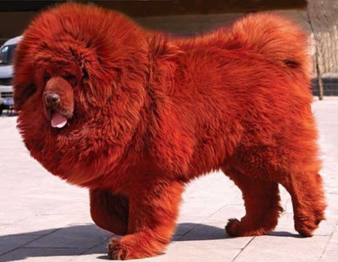 Красный чистокровный тибетский мастиф – 582 000 долларов