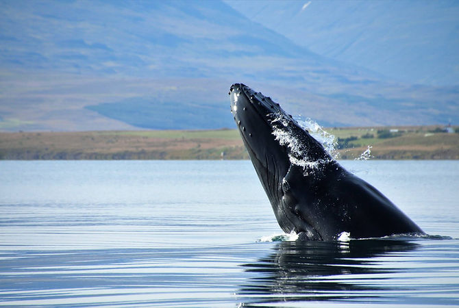 Whale Watching Akureyri Iceland - Akureyri Whale Watching Tour